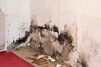 mold damage remediation and removal in Indiana and Michigan